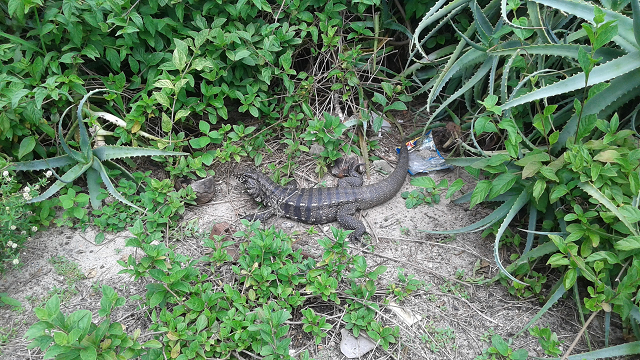lagarto2