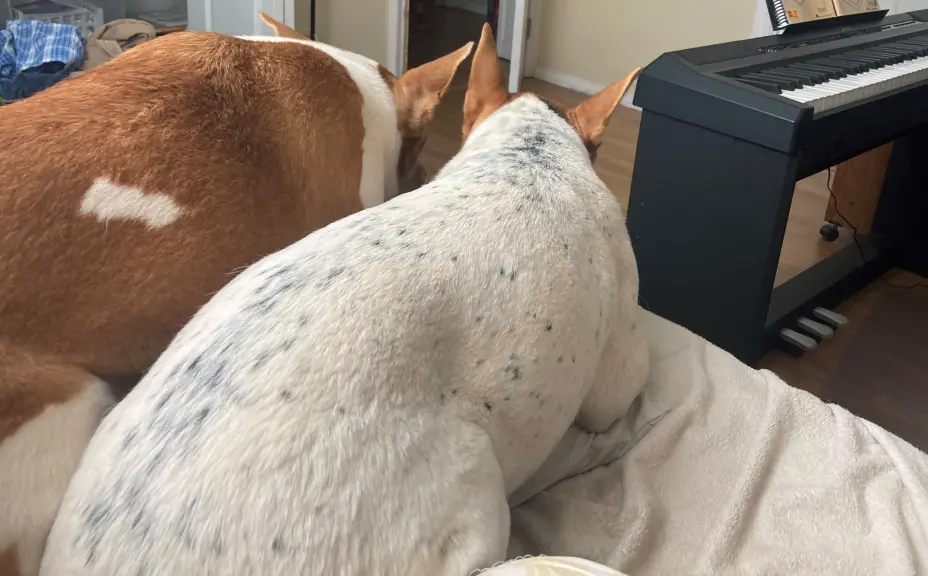 They have gotten big but still lounge on my bed.
