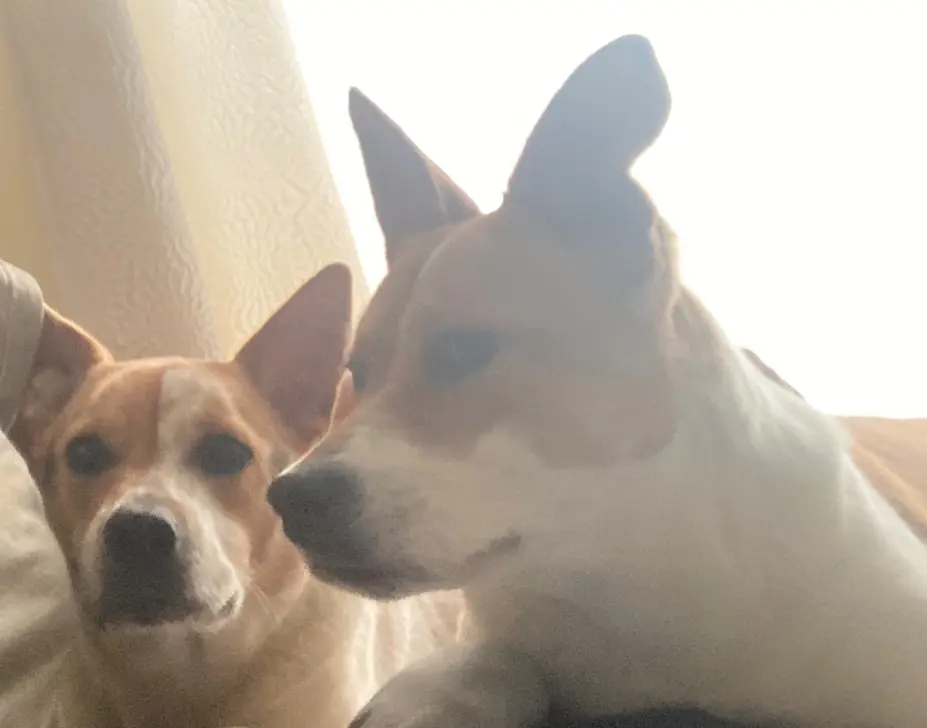 Yet Another Photo of them on my bed