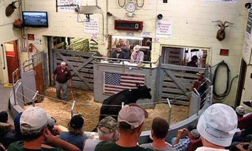 You see, inspect and get what you pay for at Cattle Auction, Crypto needs to be the same ith honest Price Discovery, easier said then done