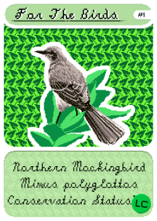 Northern Mockingbird