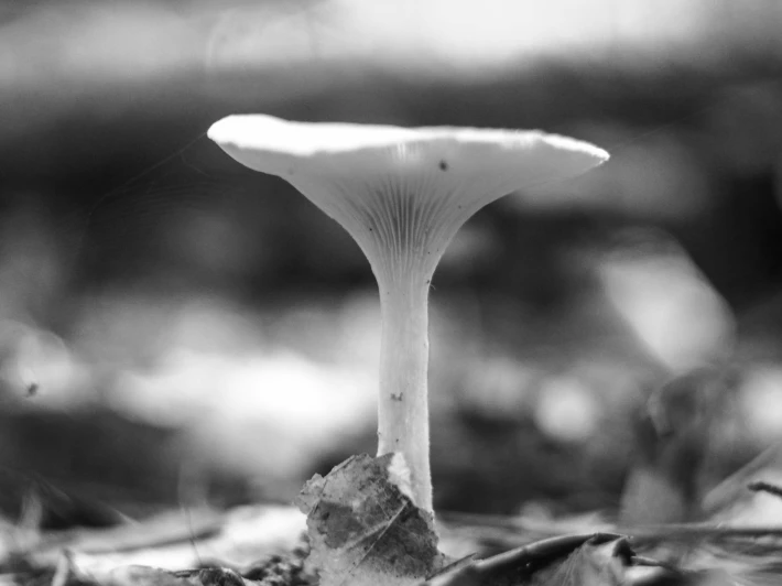 351665157-2f0fb0a434ea9f1bf497155973c15371a3eb52a4e79dc97cf00fb71681691cde.jpeg