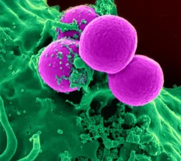 MRSA Bacteria