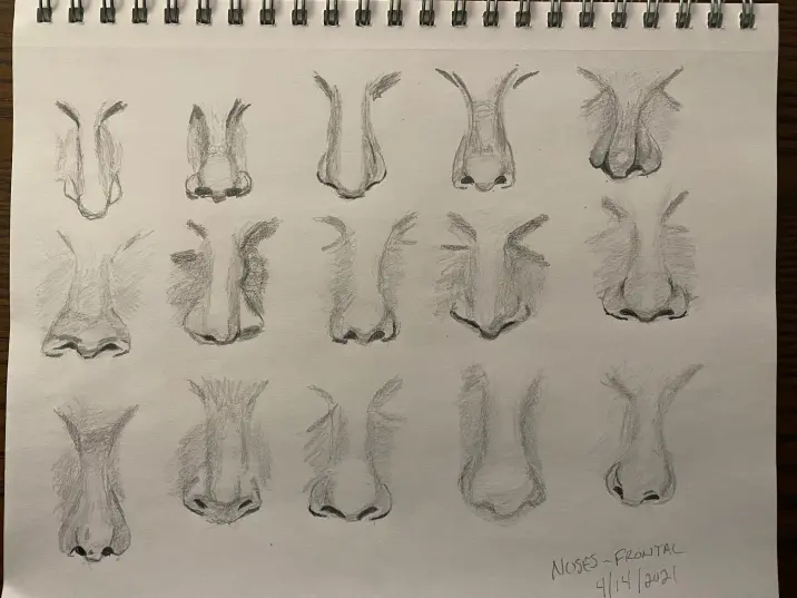 15 nose studies - pencil sketches
