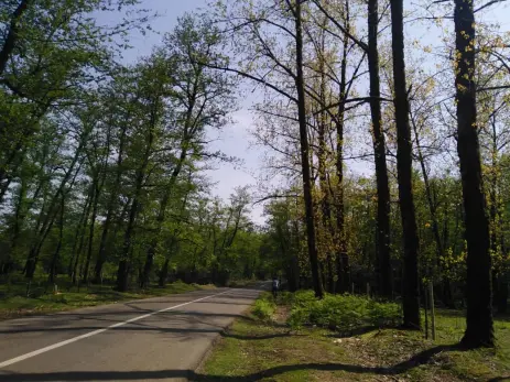 Me and My Girls Went into Jungle, Once Again! | Spring Is Here Strong!
