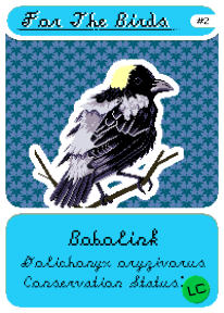 Bobolink, #02