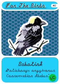 Bobolink, #02