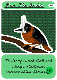 White-plumed Antbird