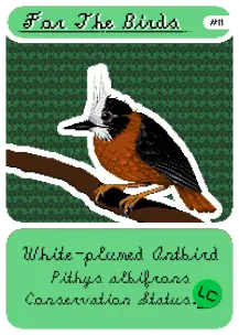 White-plumed Antbird