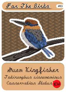 Guam Kingfisher