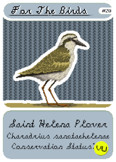Saint Helena Plover