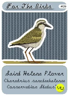 Saint Helena Plover