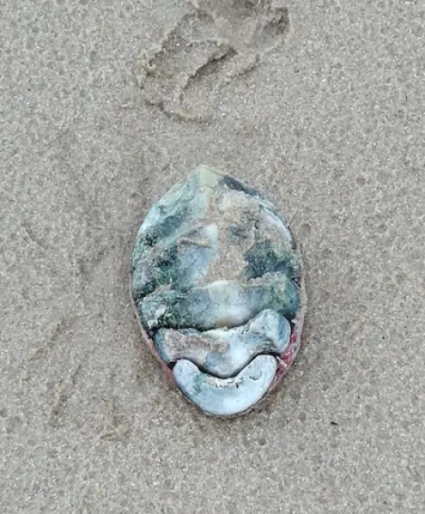 Sea Animal