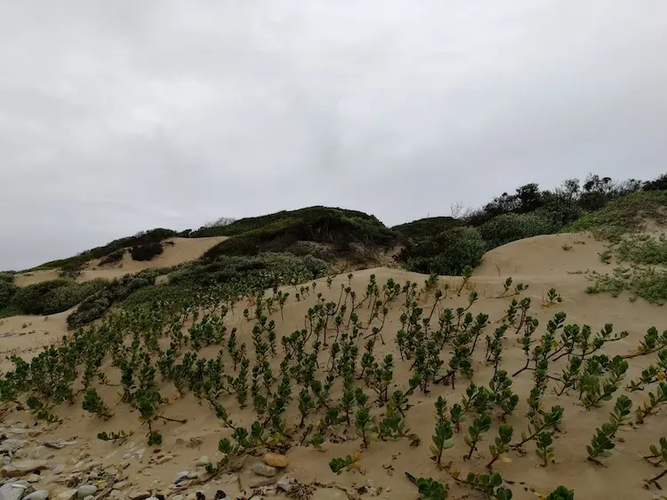 Sand dune life