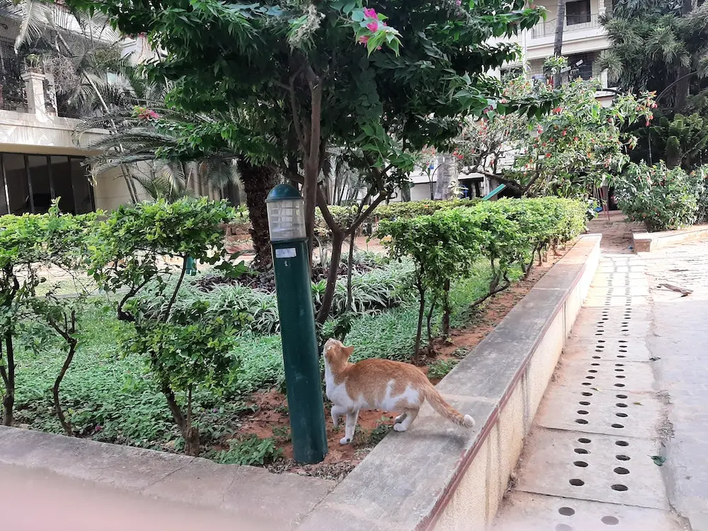 photography, nature, pet, cat, life, greenery