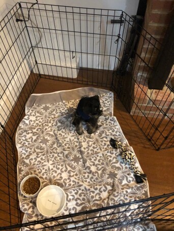 In his playpen for the first time
