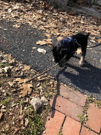 Playing with a stick