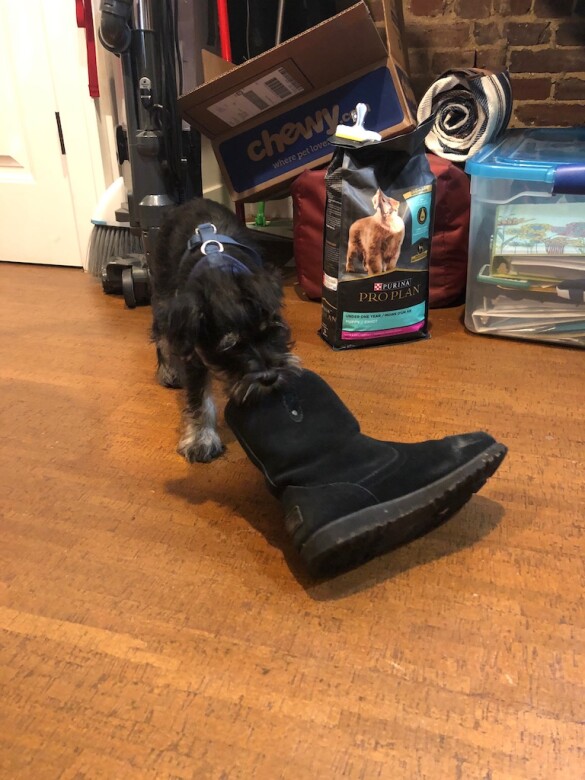Felix with shoe