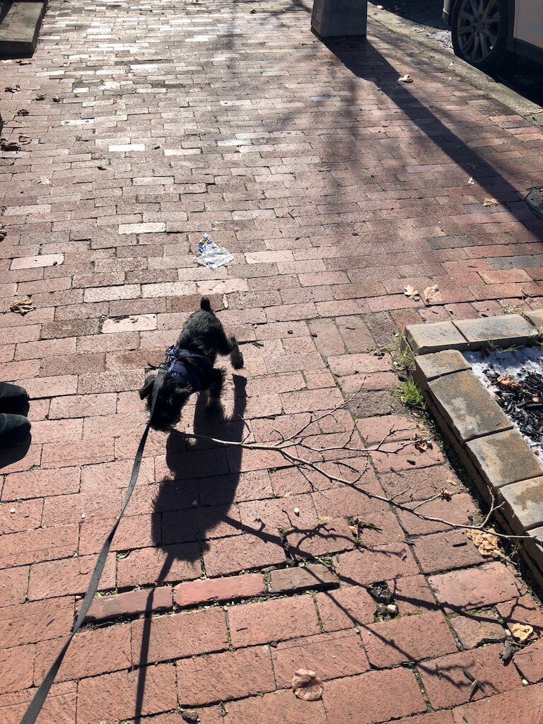 Felix with a stick