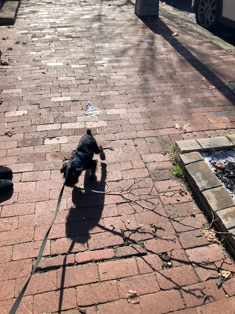 Felix with a stick