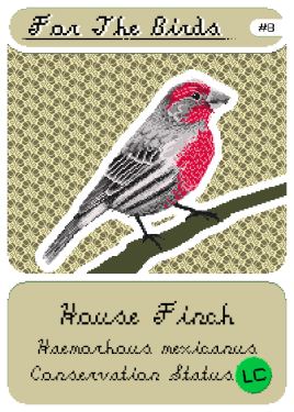 Pixel illustration of house finch on trading card