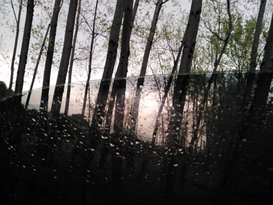 What if I Get A Cold and Think About Forest! | Nature Fantasy
