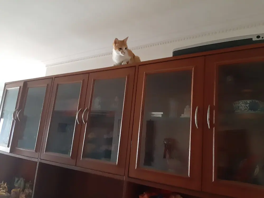 cat, crypto
