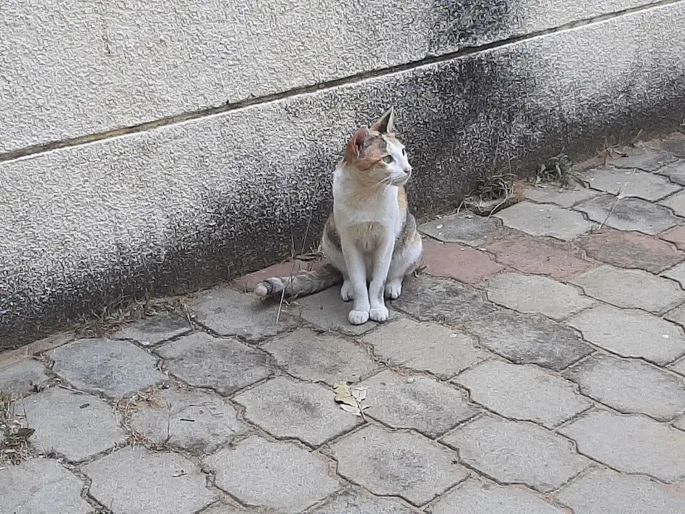 cat, pet, nature, photography