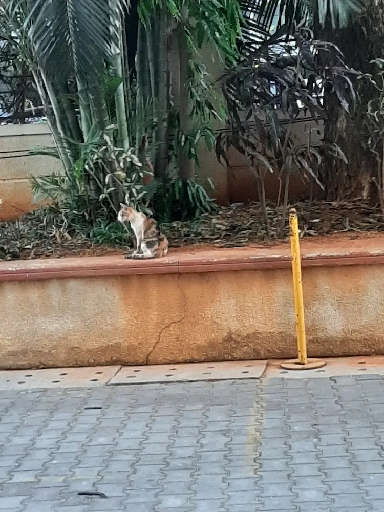 cat, pet, nature, photography