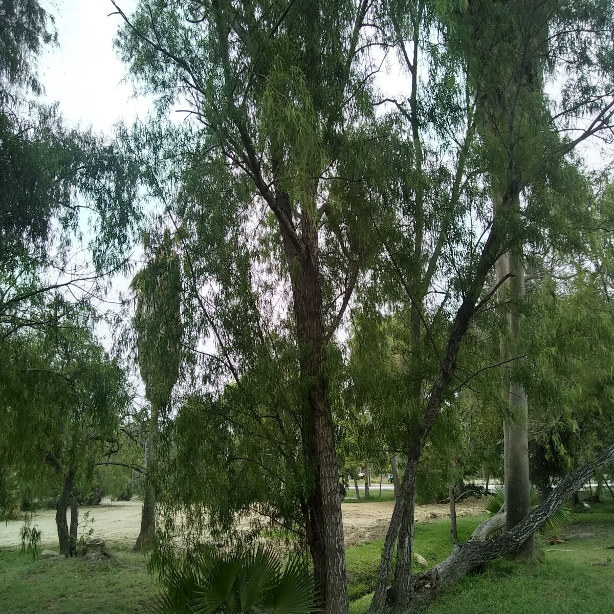 Laguna del carpintero