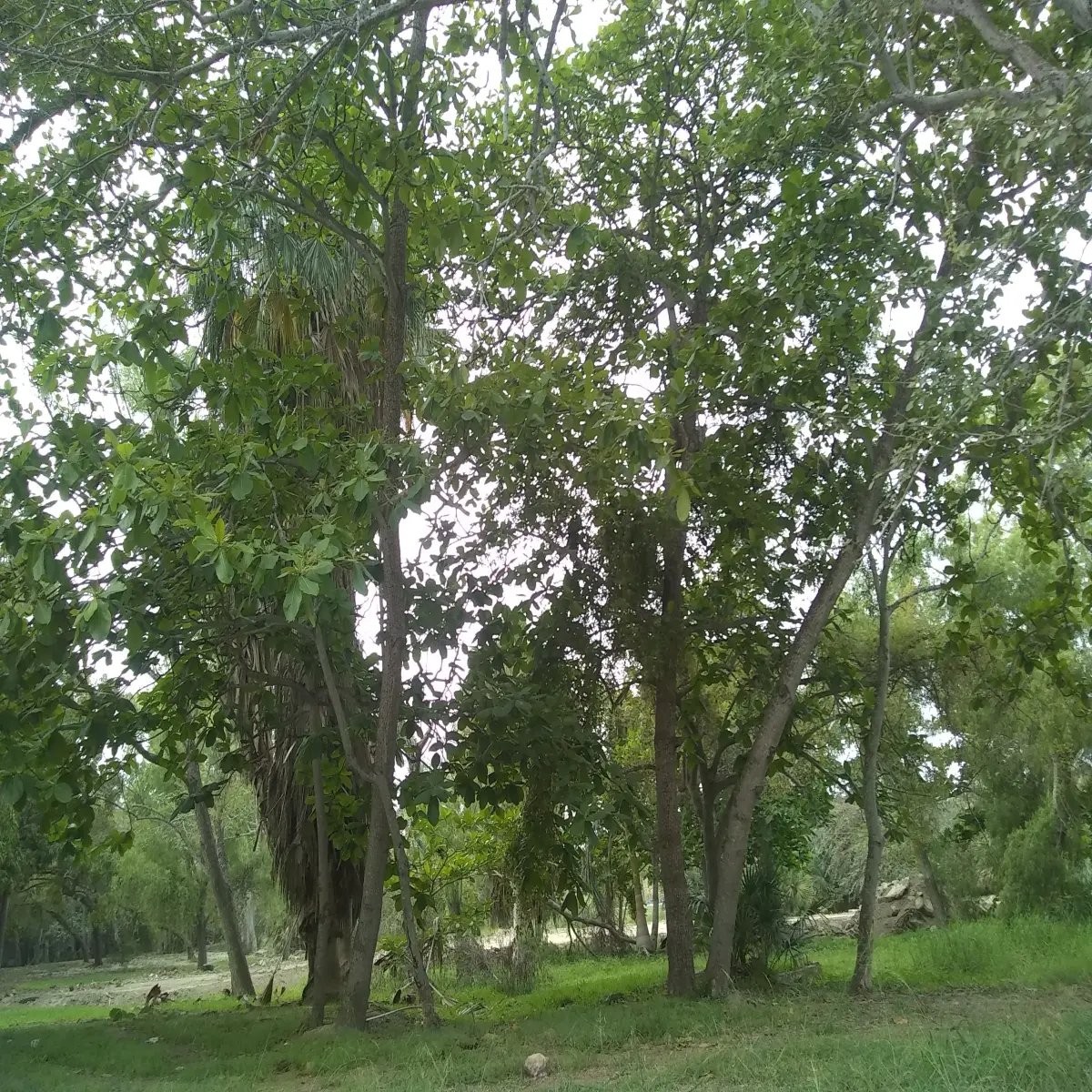 Laguna del carpintero