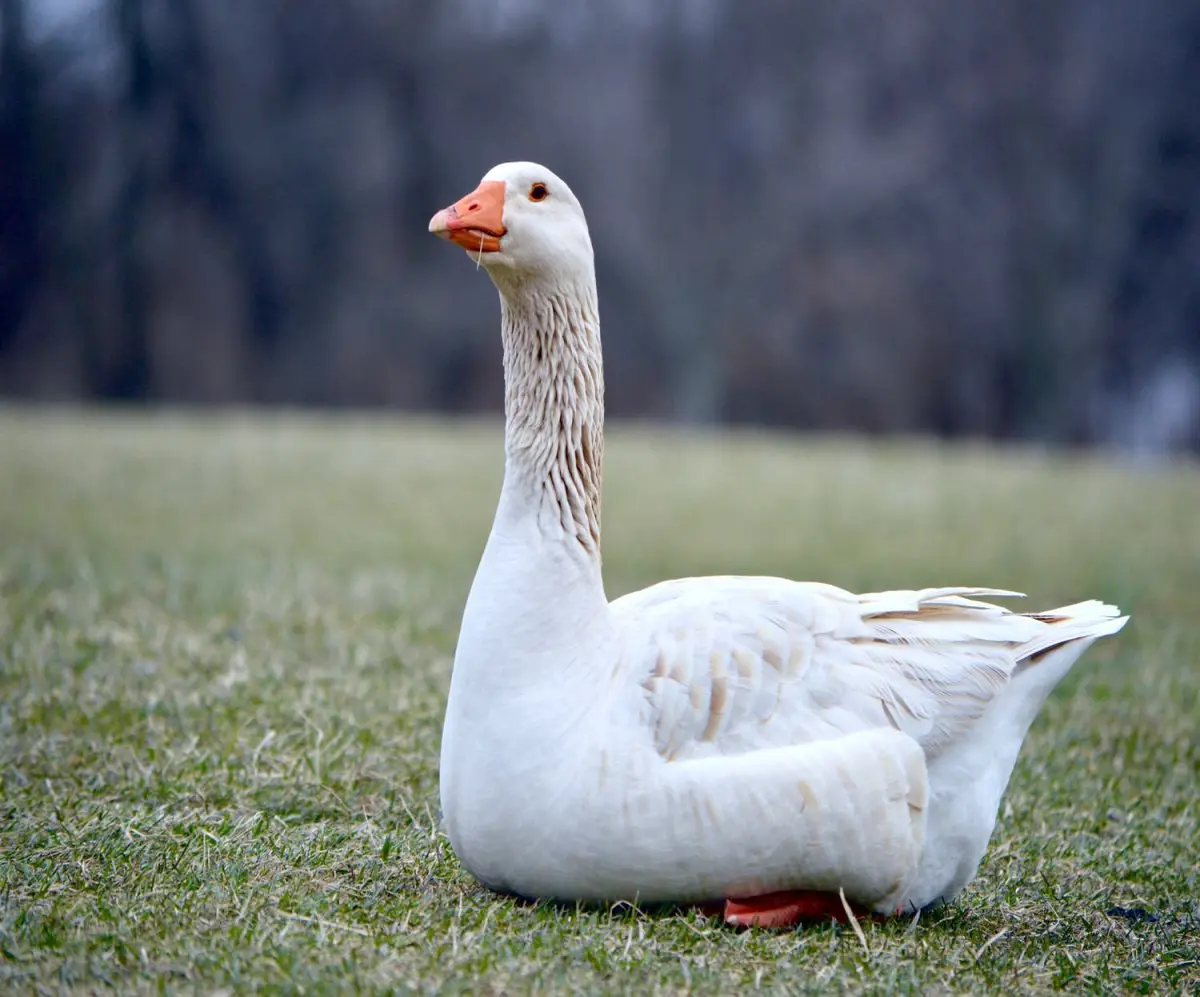 goose in a field