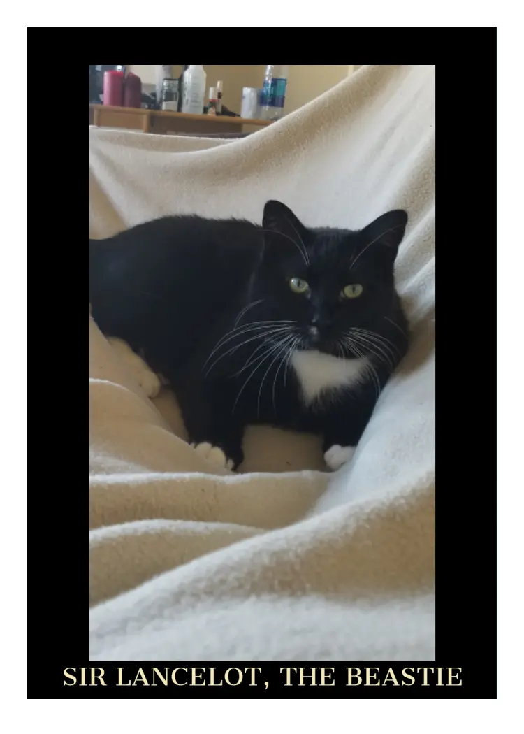A baseball card style image with a white border surrounding an image of a black and white cat, with the caption