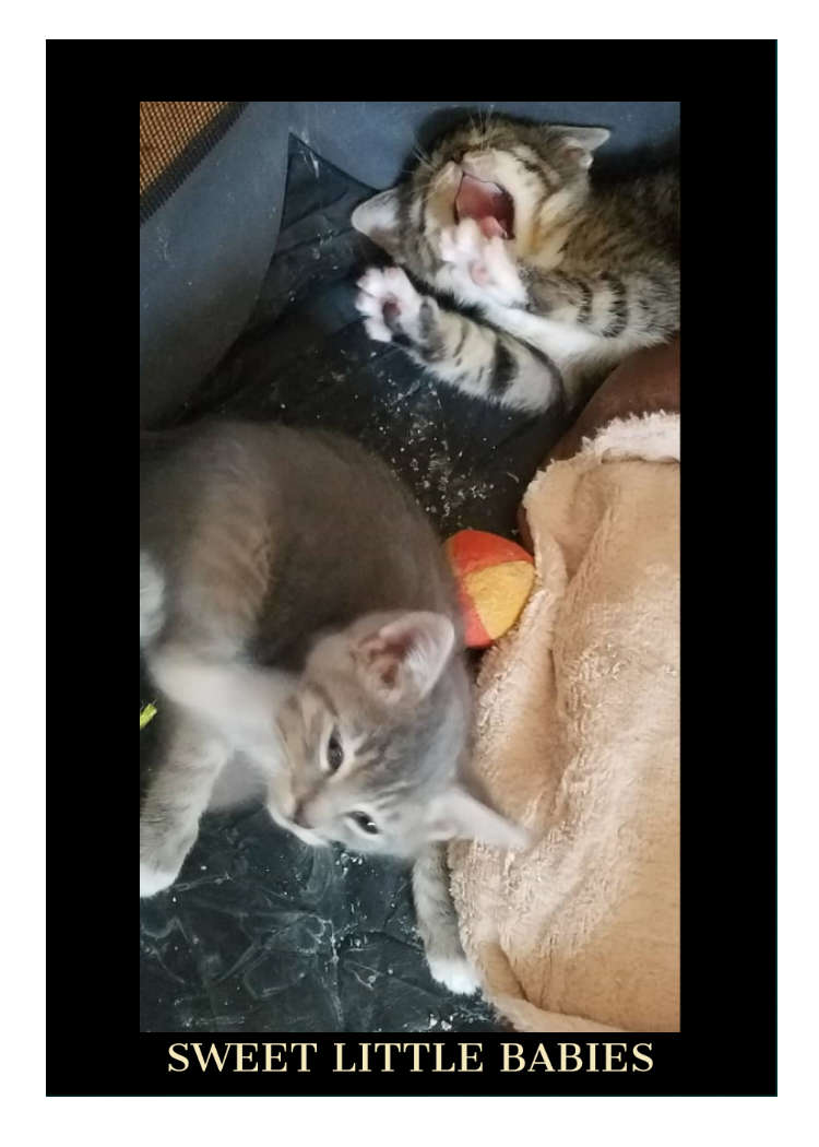 Two small gray kittens next to a cat bed and a small cloth ball. One cat is scratching his chin while the other yawns widely.
