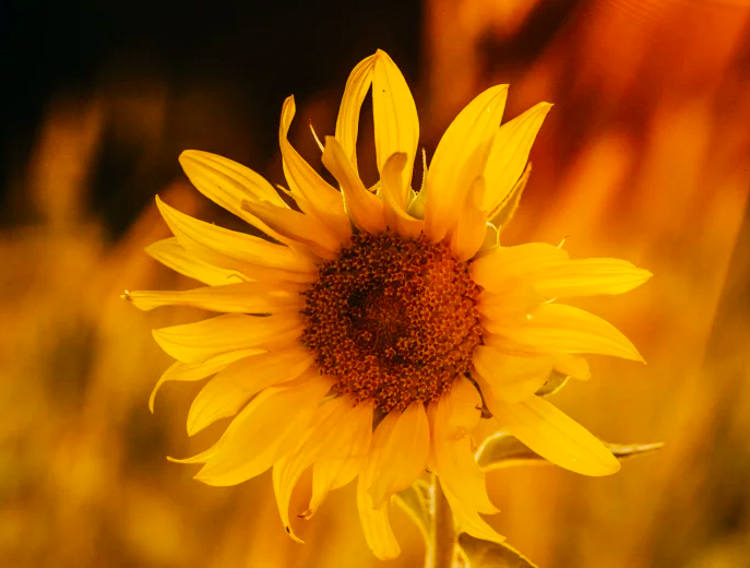 f13f25803831a59eb59be14a3de640ebf4beba09ccfe7b759f1e5cd4aca1c758.png