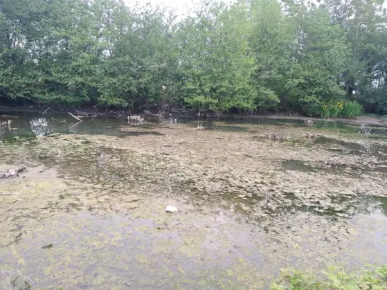 The First Run after Illness | Discovering Fascinating Swamp Trees