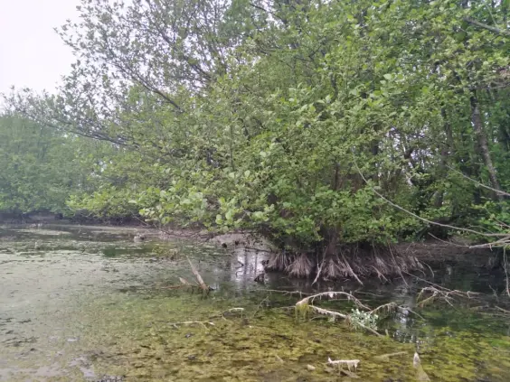 The First Run after Illness | Discovering Fascinating Swamp Trees