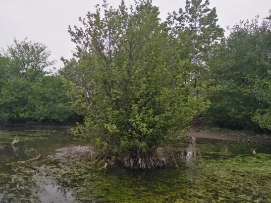 The First Run after Illness | Discovering Fascinating Swamp Trees