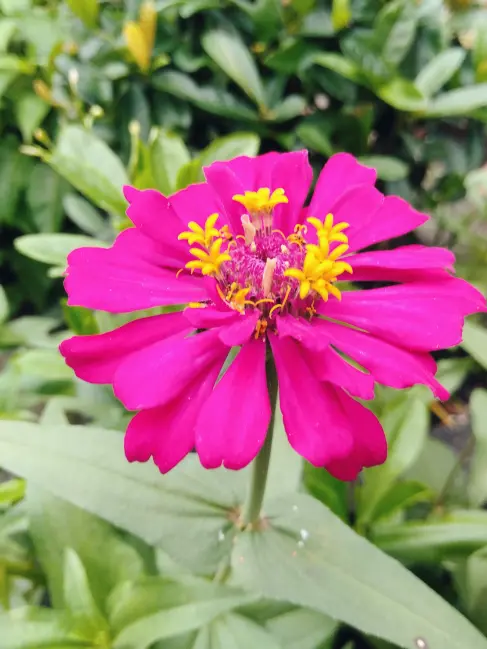 Fuchsia Pink Zinnia