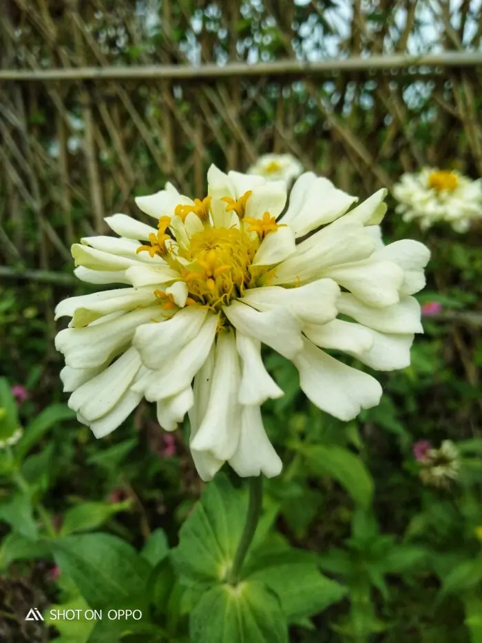 White Zinnia