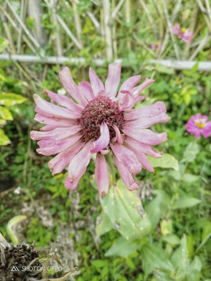 Dying Zinnia Flower