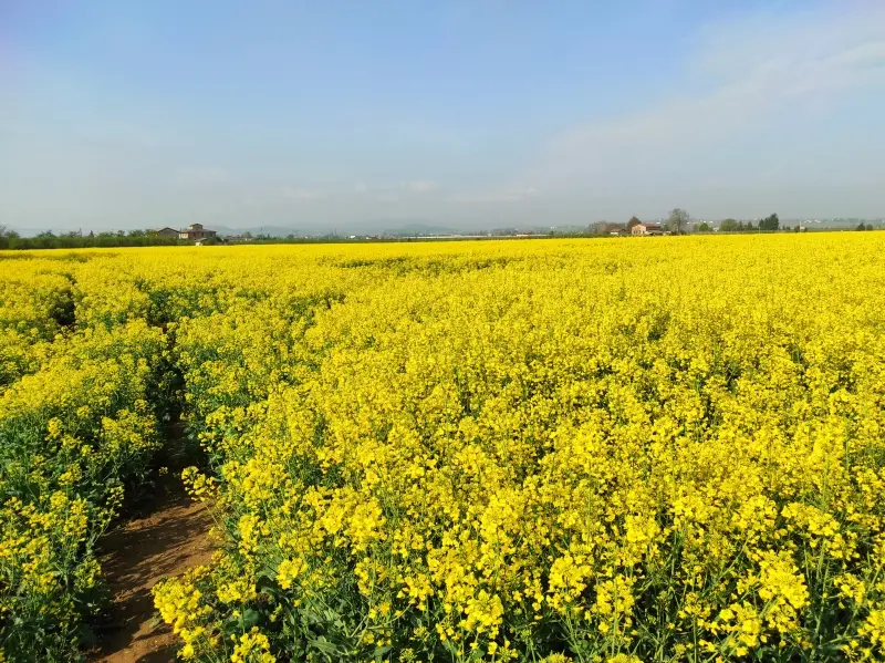 3938d5c463b33c35de7d3712ca8cf05bd40c7987f43927f9d9be54e684c36526.jpg