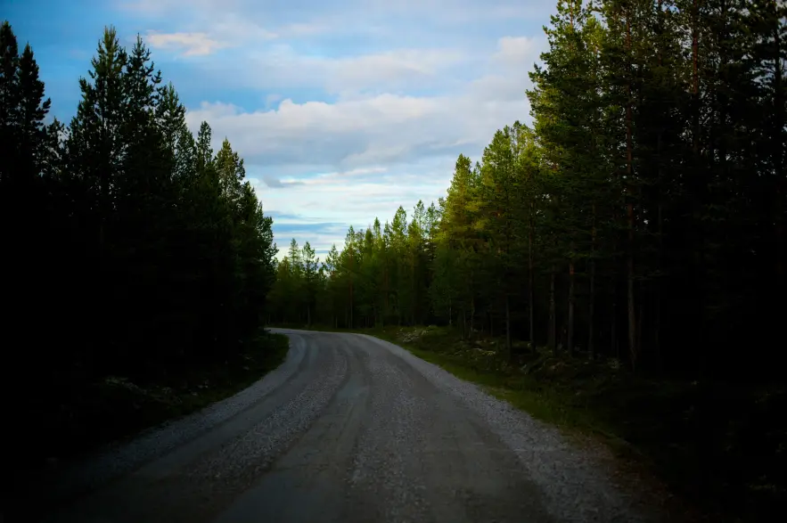 Alvdal forest