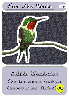 Little Woodstar