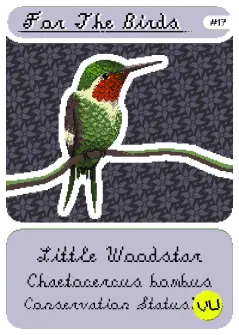 Little Woodstar