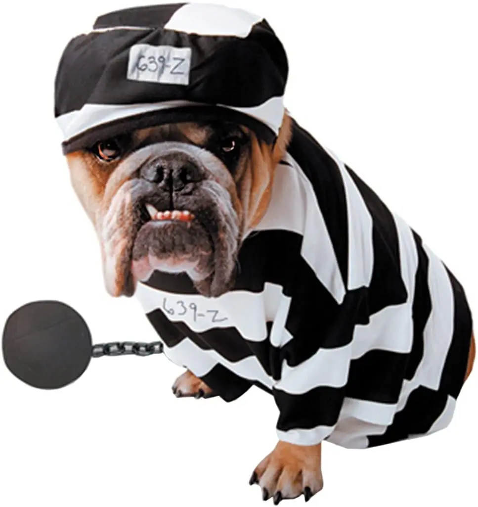 bad dog(e)