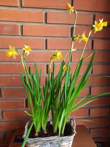 narcisos