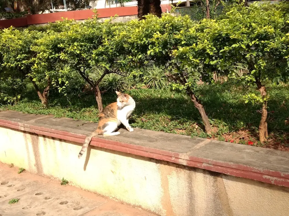 cat, meow, pet, nature