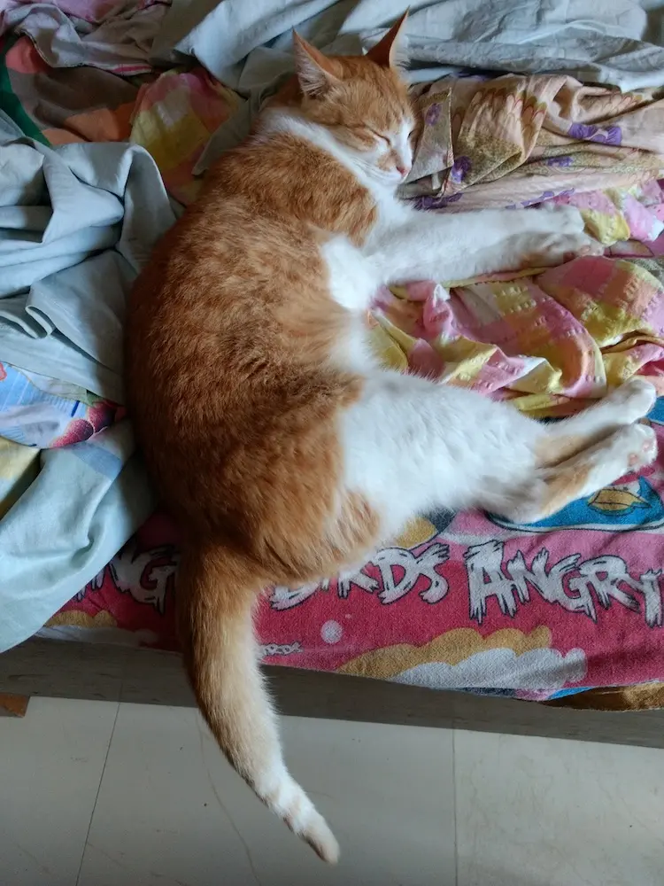 cat, pet, photo, life