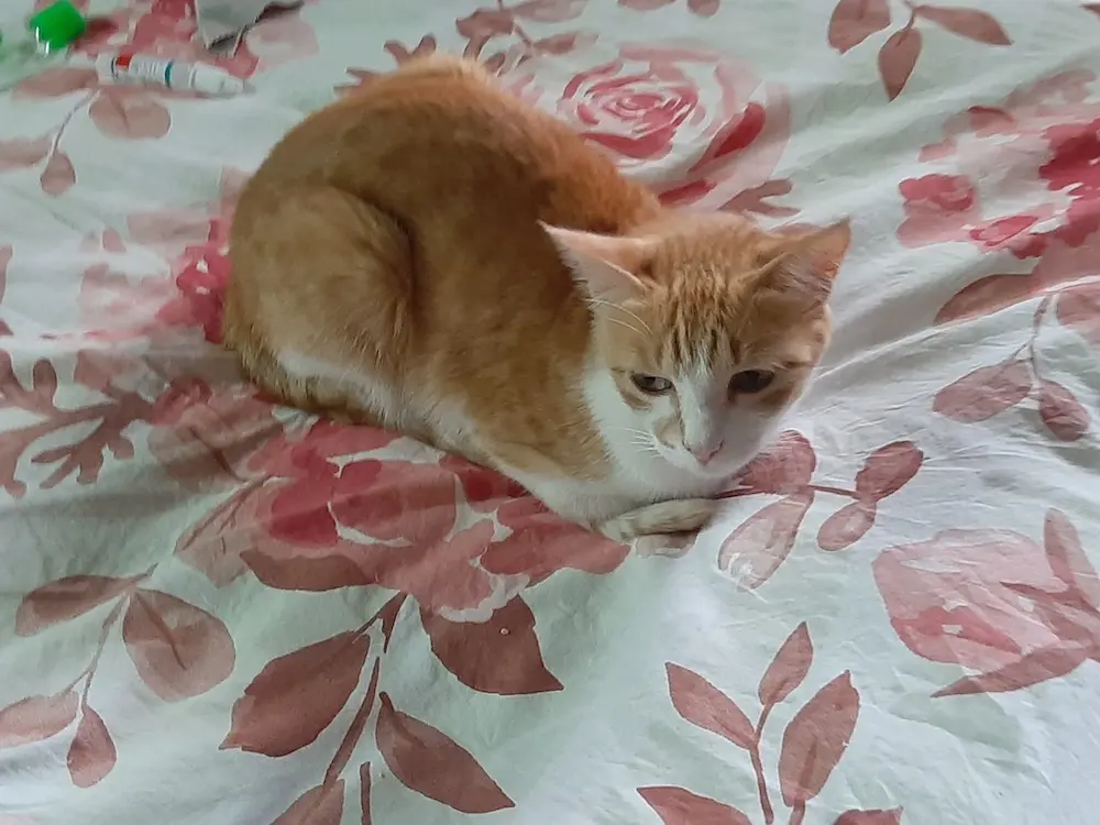 cat, pet, photo, life